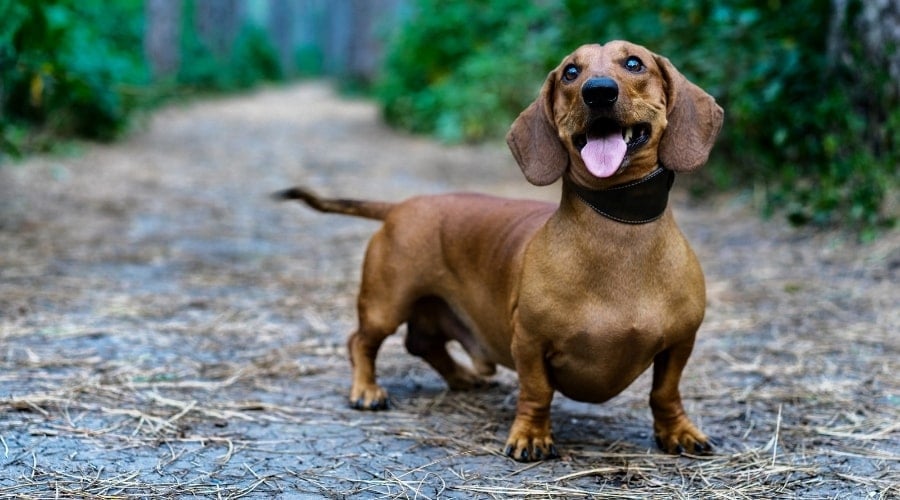Happy Squat Dog Standing on a Road