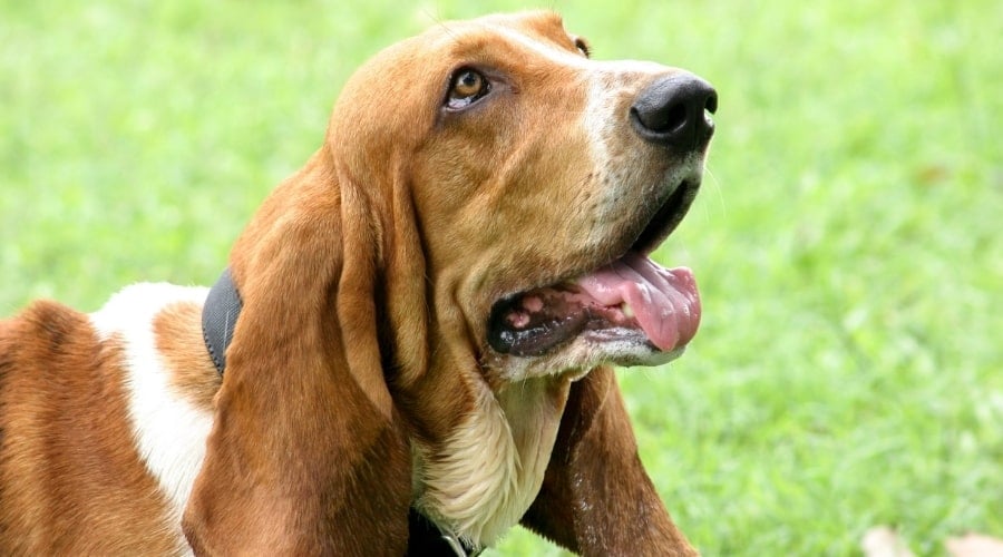 Happy Tri-Colored Dog Outside
