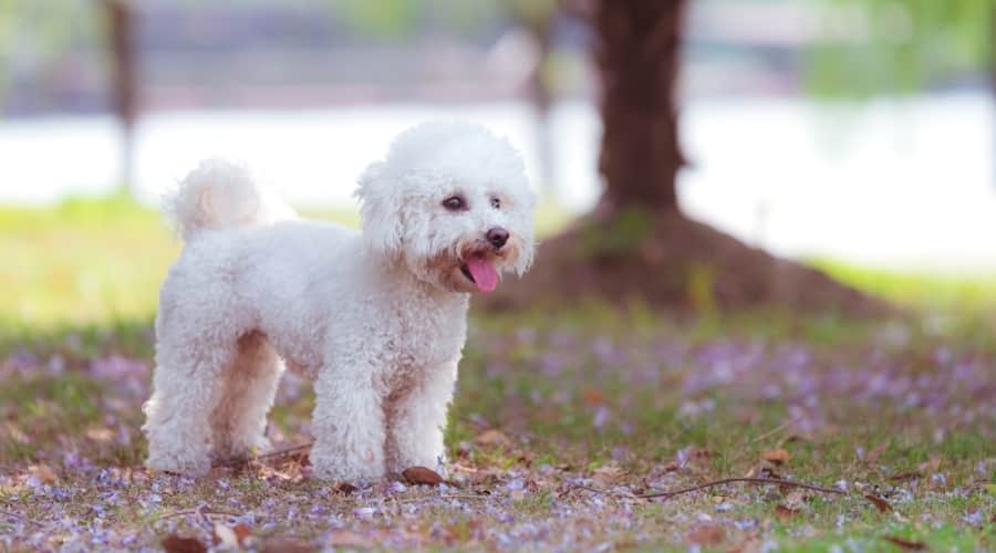 Happy White Dog Among Wisteria
