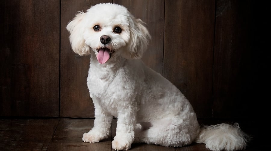 Happy White Dog Sitting Indoors