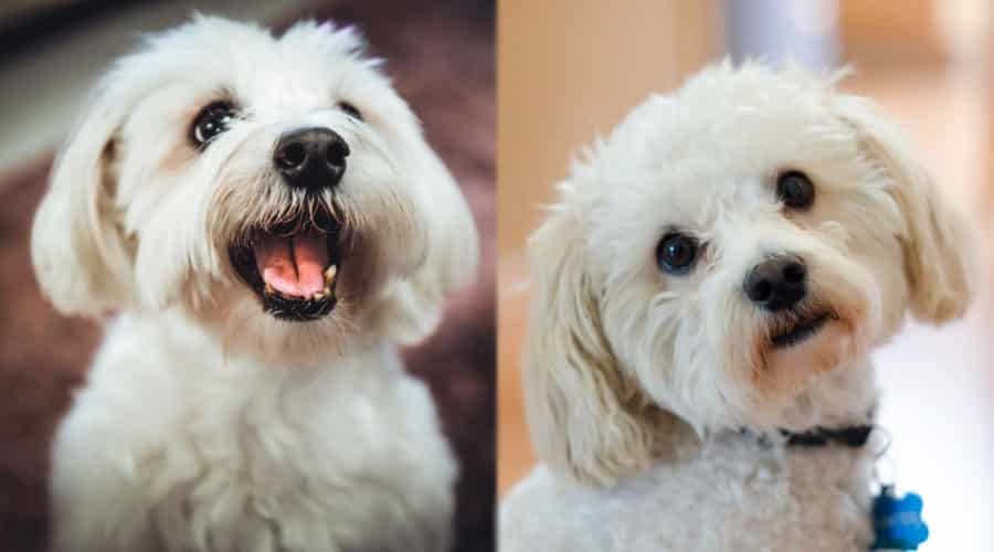 Happy White Dogs Looking Up