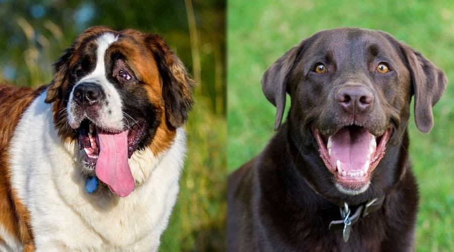 Happy Dogs Standing Next To Each Other