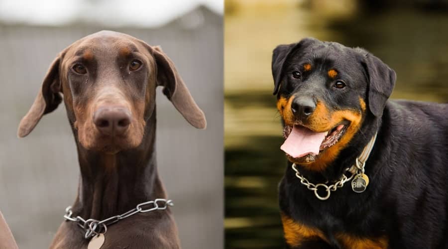 Happy and Calm Dogs Looking at Camera