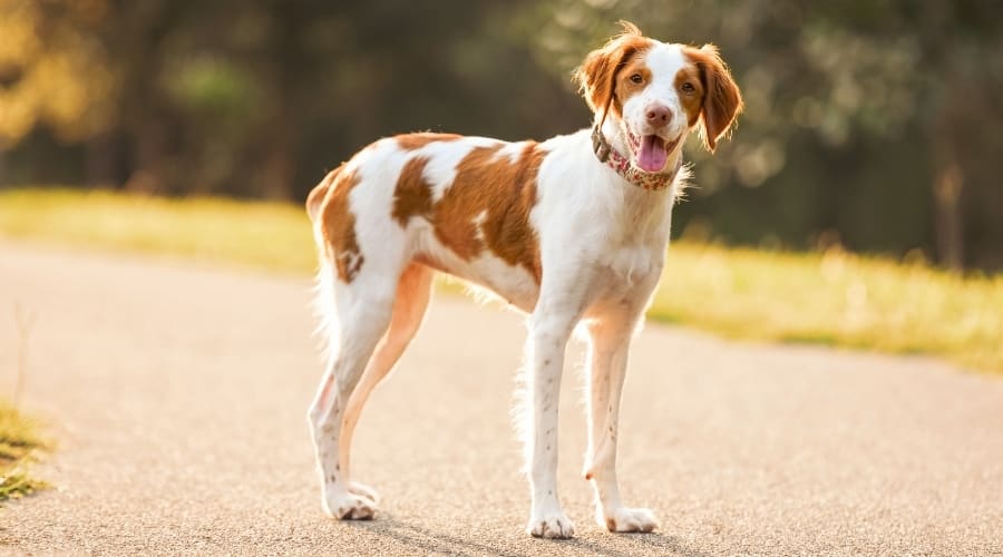 Happy and Energetic Dog Standing on a Road