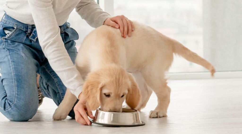 Woman on her knees next to eating Golden Retriever puppy indoors.
