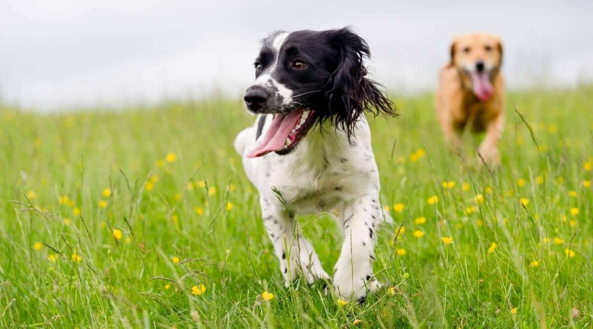 Parson Russel Terrier standing in grass