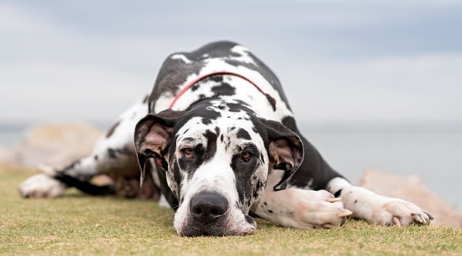 Harlequin Great Dane