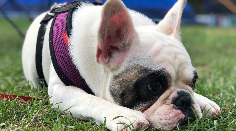 Harnessed Frenchie in the Grass