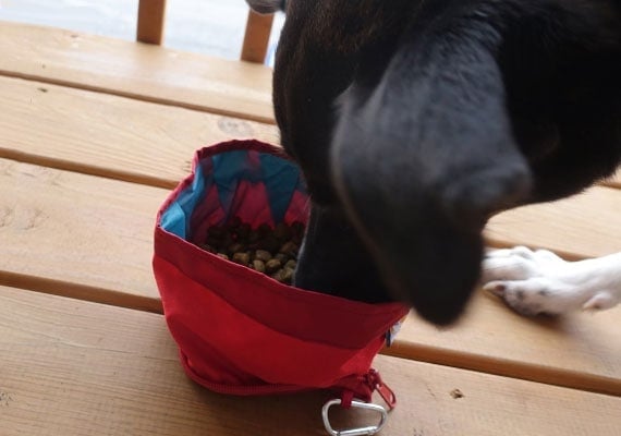 Harper eating from kurgo Zippy Collapsible dog bowl