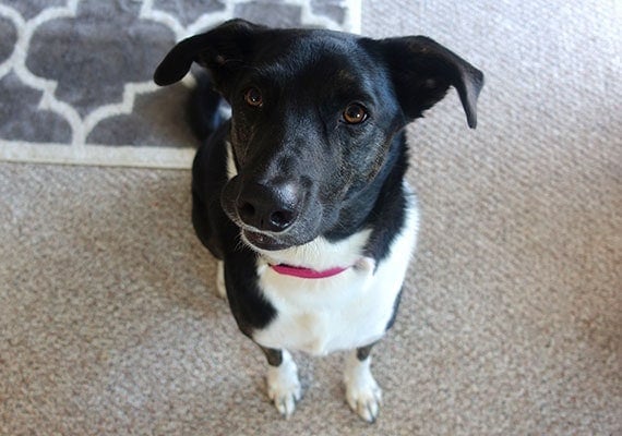 Harper, our German Shepherd-Border Collie mix shedding expert, helping to test brooms