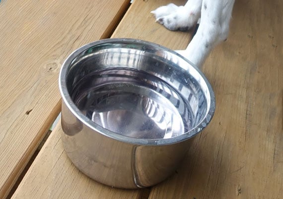 Harper standing next to Neater Pet Polar Bowl the best stainless steel water bowl