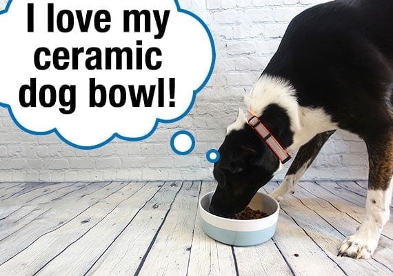 Harper, the Border Collie x German Shepherd mix, eating kibble from ceramic dog bowl
