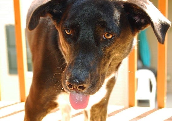 Harper the German Shepherd and Border Collie mix, our first slow-feed dog bowl tester.