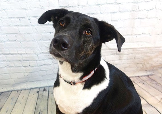 Harper, the Border Collie x German Shepherd mix, on the set of testing ceramic dog bowls
