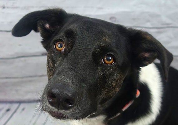 Harper, the Border Collie German Shepherd mix, plastic dog bowl reviewer