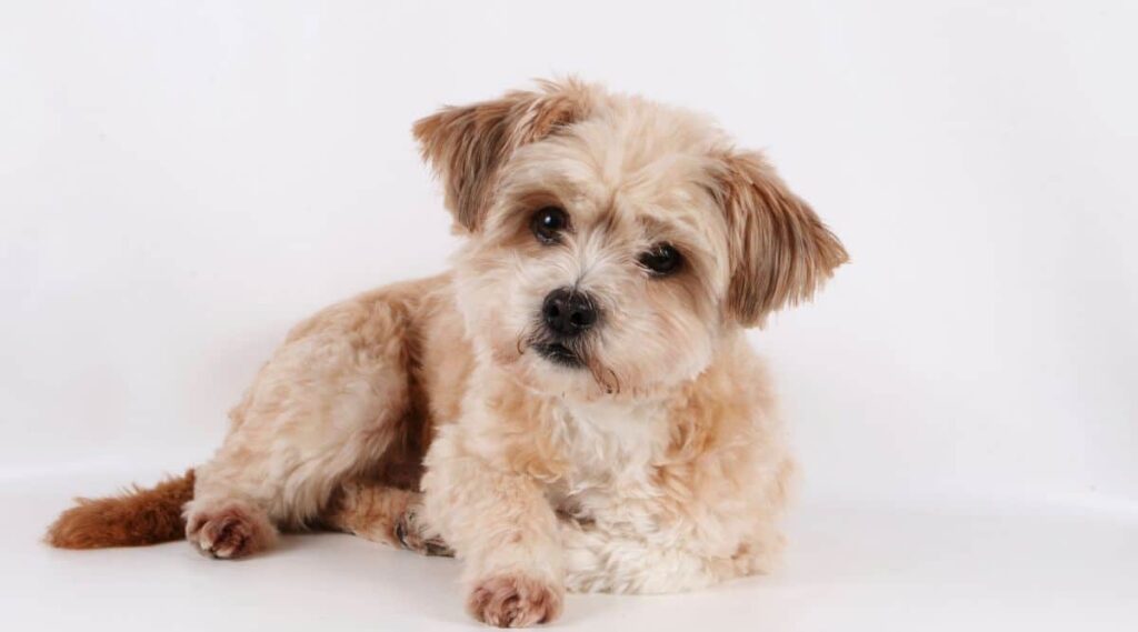 Havamalt Havanese Maltese Mix Canine Journal