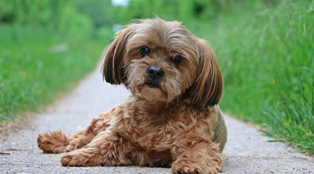 Havamalt Havanese Maltese Mix laying outside on a path