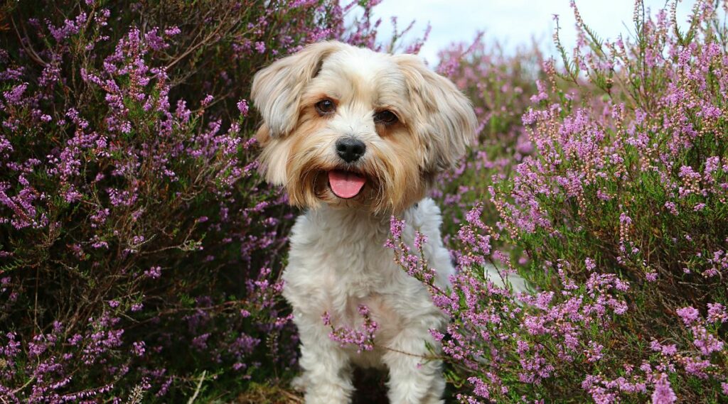 Havamalt Havanese Maltese Mix Canine Journal