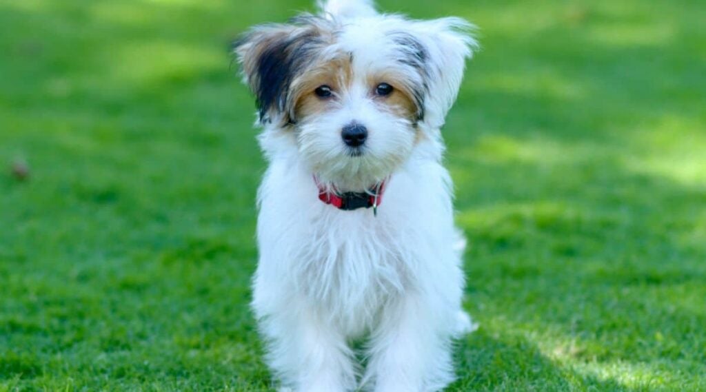 Havamalt Havanese Maltese Mix standing outside in grass