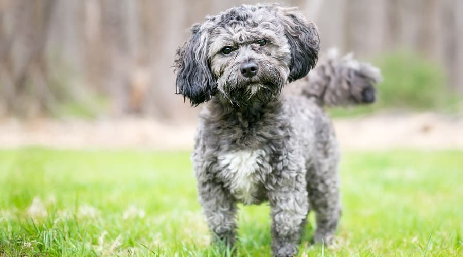Havanese Shih Tzu