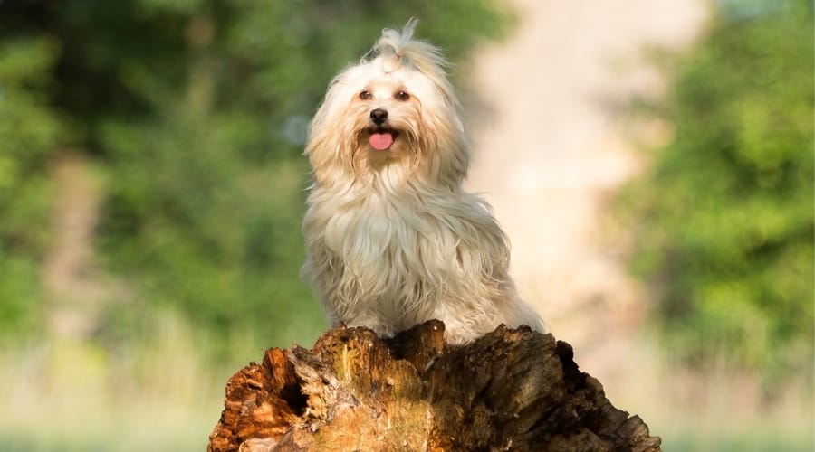 Havanese Sitting on Stump