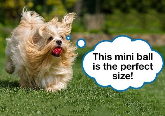 Havanese dog running with small ball toy in mouth