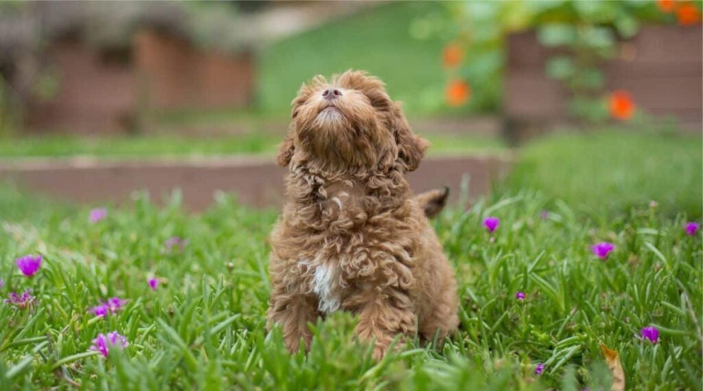Havapoo puppy sitting in grass looking up