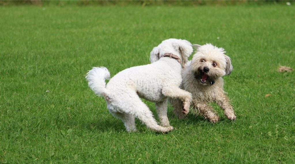 Two Havapoos running in grass outside playing