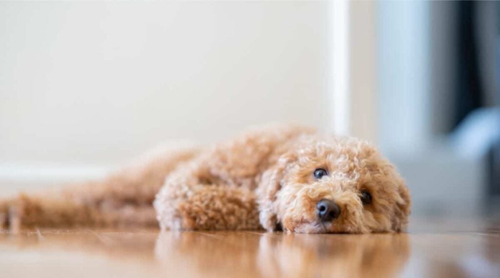 Havapoo laying on wood floor looking at the camera