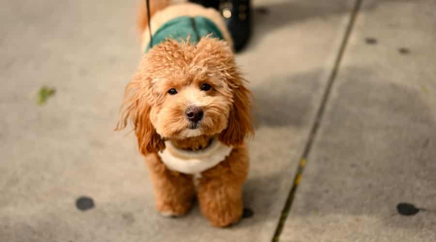 Havapoo on Leash Outdoors