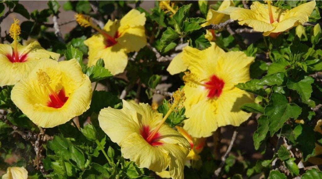 Yellow Hibiscus