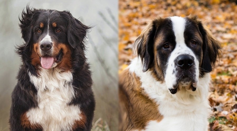 Healhthy Saint Bernard and Bernese Mountain Dogs
