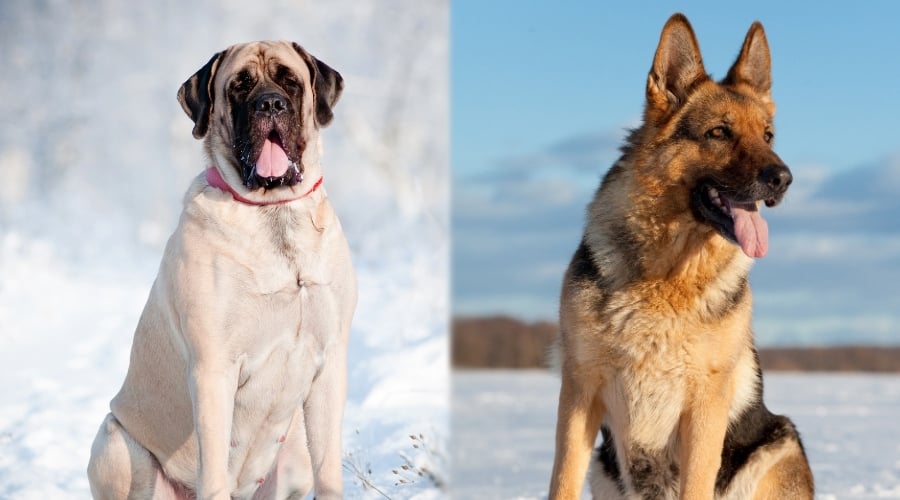 Healthy Active Dogs Outside