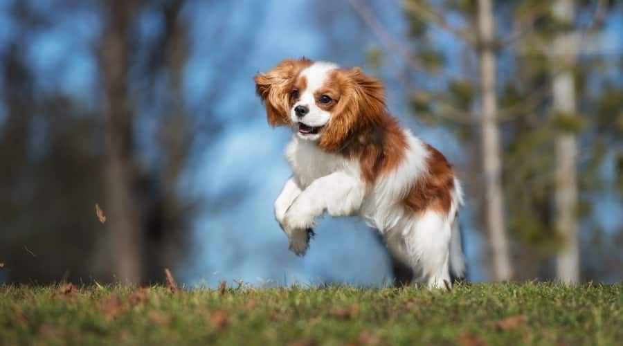Healthy Adult Dog jumping Outside