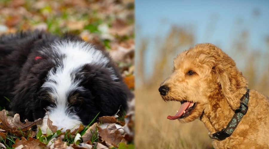 Healthy Dogs Outdoors
