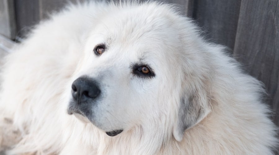 Healthy Big White Dog Outdoors