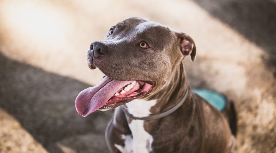 Healthy Bi-Colored Dog Panting