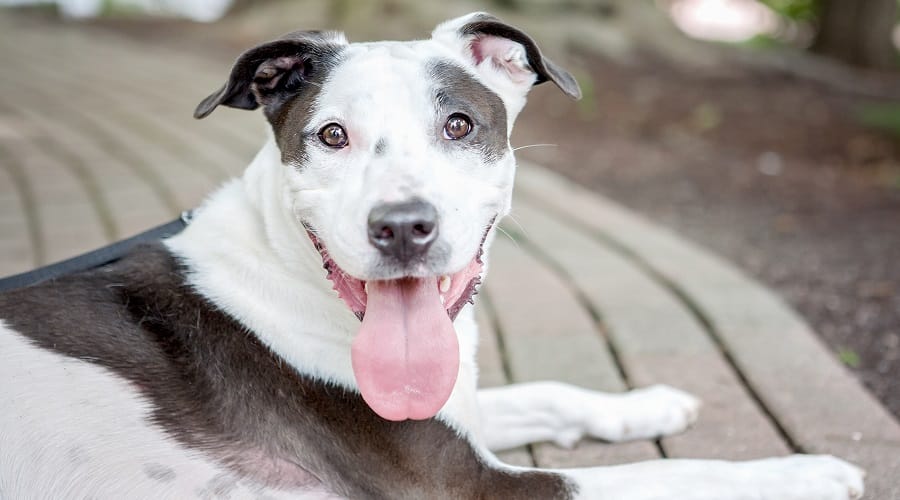 Healthy Borderbull
