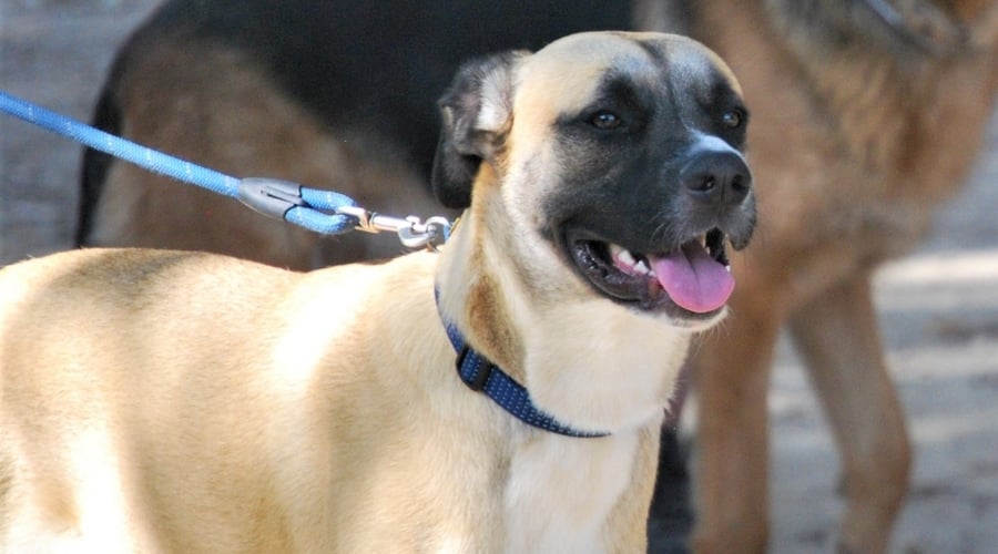 Healthy Boxer Shepherd Mix Outdoors