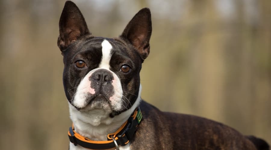 Healthy Brindle Dog