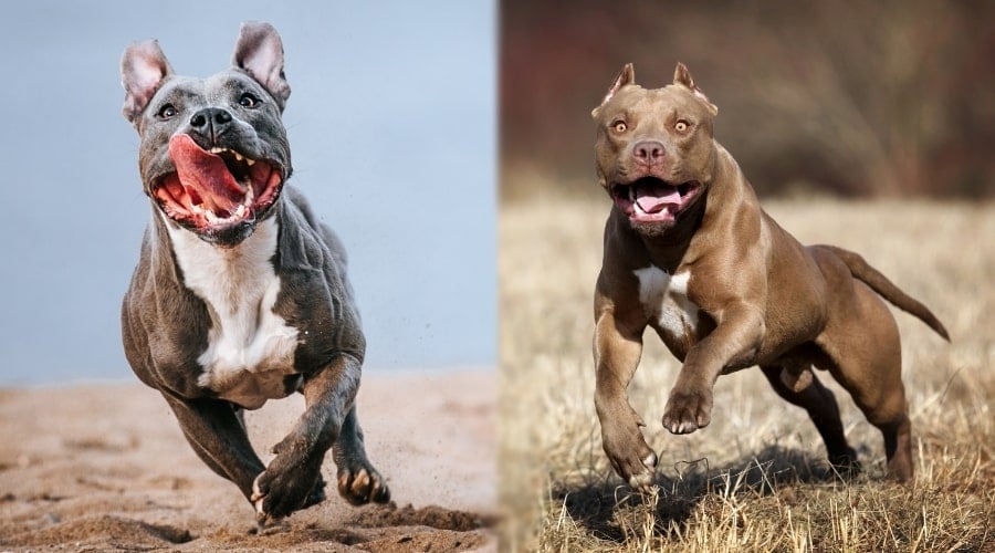 Healthy Bully Breed Dogs