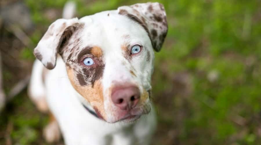 Healthy Catahoula Pitbull Mix
