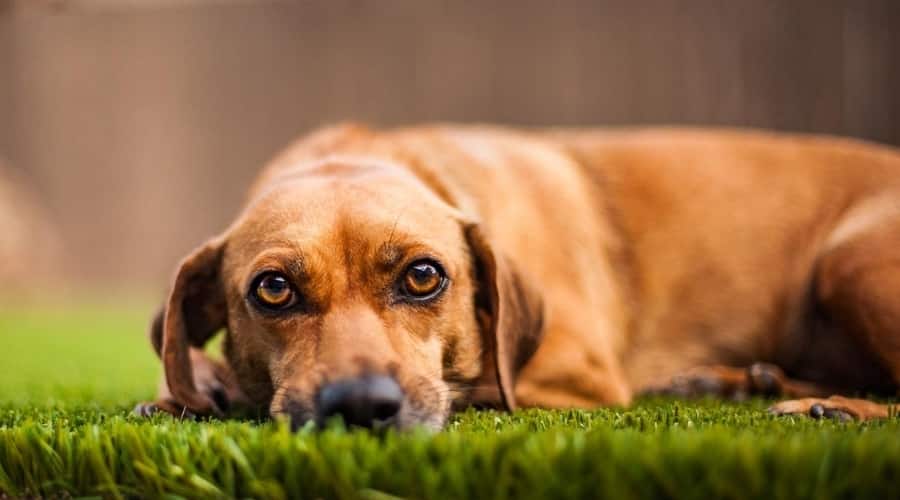 Healthy Chiweenie on the Ground