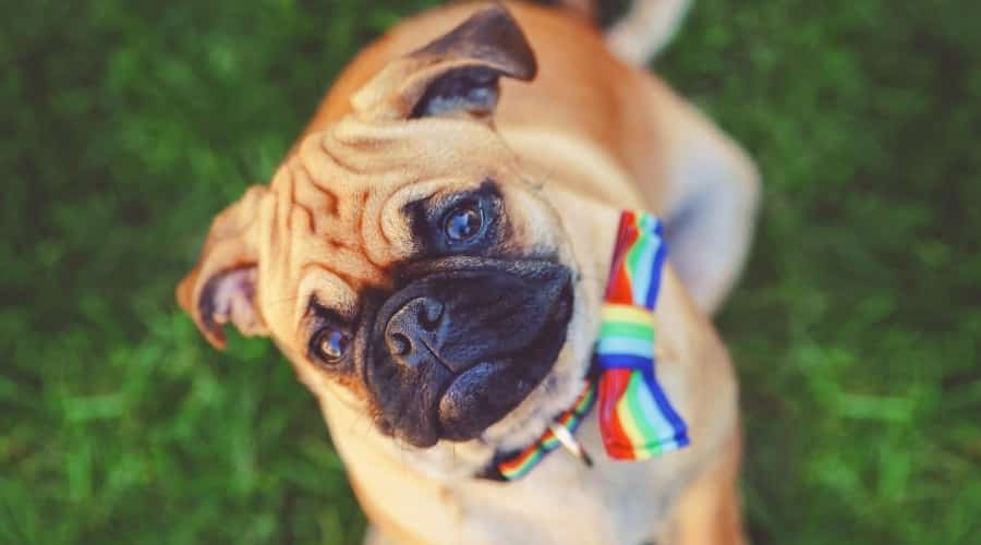 Healthy Chihuahua Pug mix