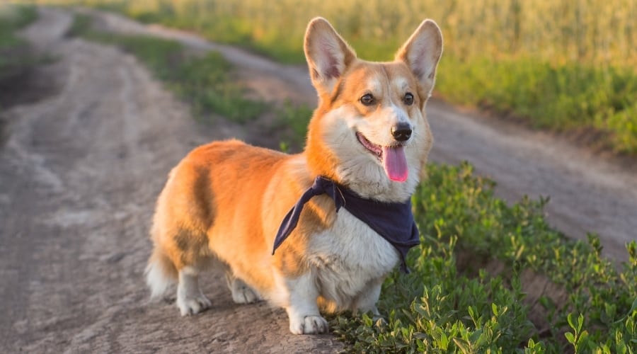 Healthy Corgi Outside
