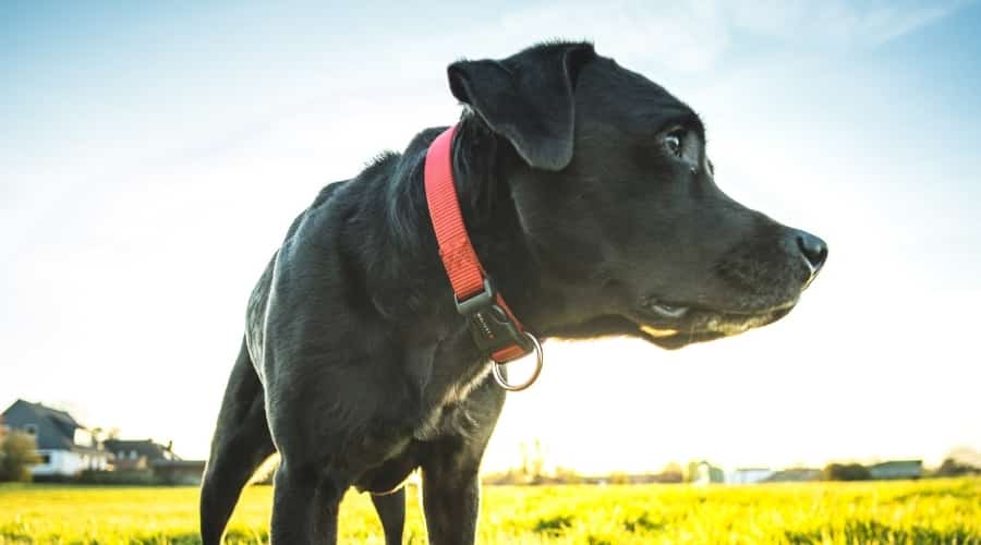 Healthy Corso Labrador