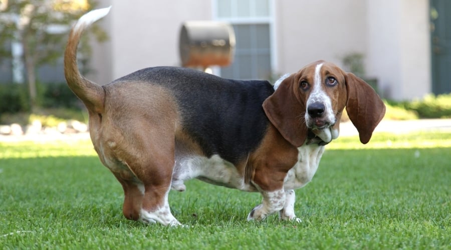 Healthy Dog Outdoors