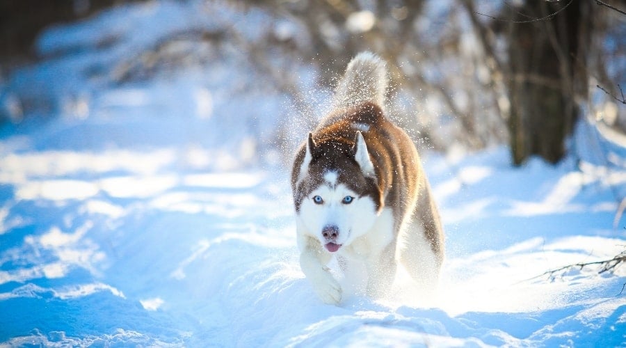 Healthy Dog Playing in Snow