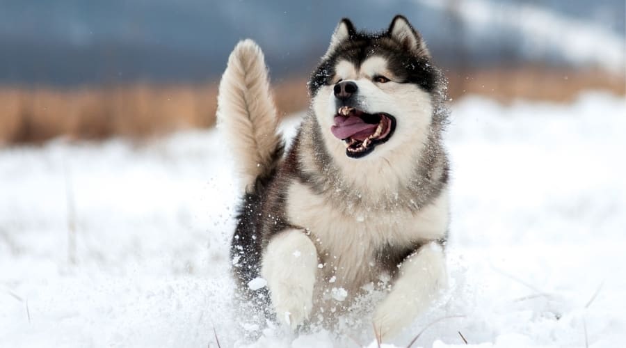 Healthy Dog Playing in Snow