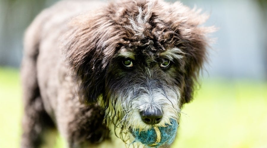 Healthy Dog Playing with Ball